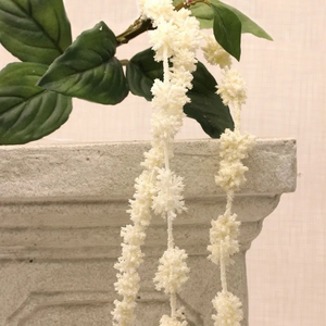 A beautiful hanging Amaranthus white flower and green leaves on stem.