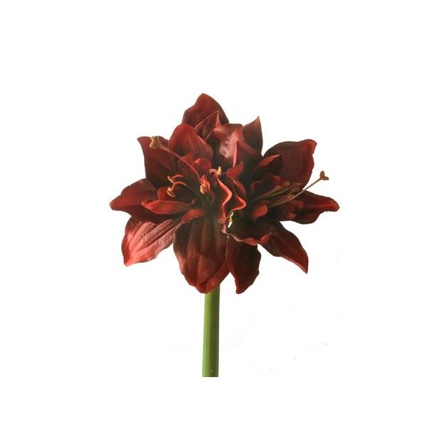 A realistic red fabric amaryllis artificial flower with stem.